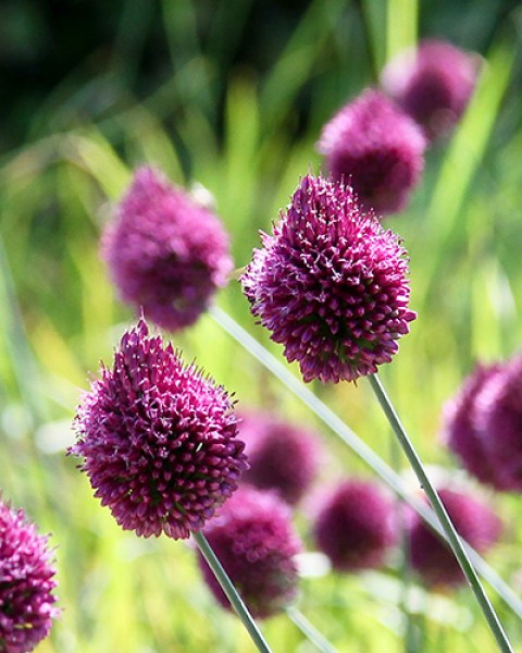 Allium sphaerocephalon.jpg